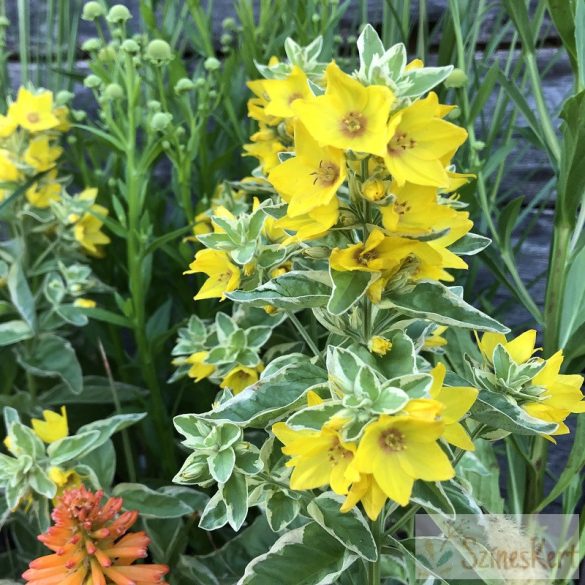 Lysimachia punctata 'Golden Alexander' - lizinka