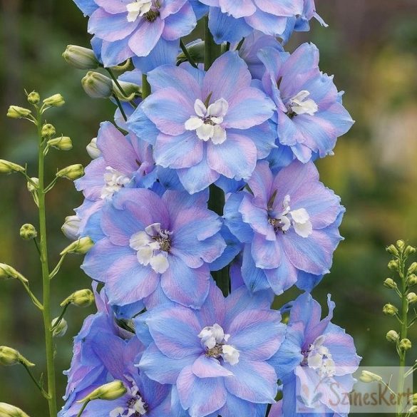 Delphinium 'Delphina Light Blue White Bee' - égszínkék szarkaláb