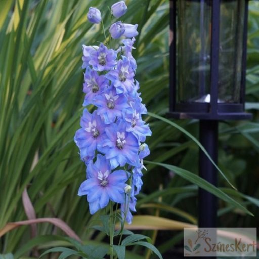 Delphinium 'Delphina Light Blue White Bee' - égszínkék szarkaláb