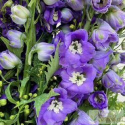 Delphinium 'Jupiter Purple' - szarkaláb