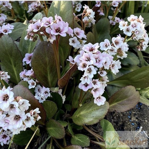 Bergenia ‘Angel Kiss’ - fehér-rózsaszín virágú bőrlevél 