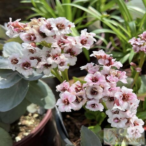 Bergenia ‘Angel Kiss’ - fehér-rózsaszín virágú bőrlevél 