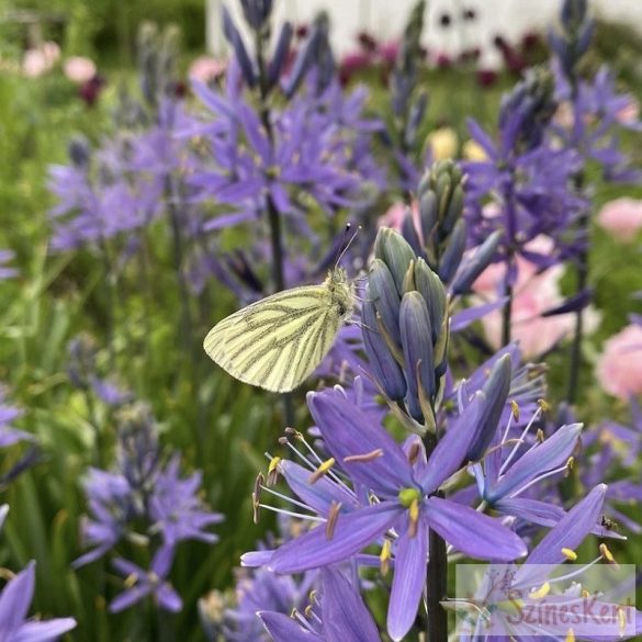 Camassia leichtlinii 'Caerulea' - kék prérigyertya