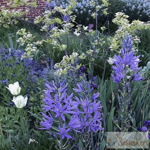 Camassia leichtlinii 'Caerulea' - kék prérigyertya