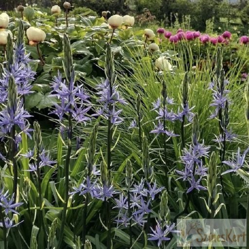 Camassia leichtlinii 'Caerulea' - kék prérigyertya