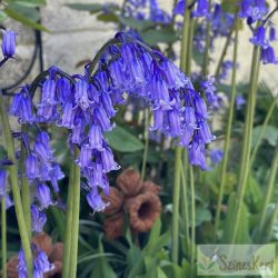 Hyacinthoides non-scripta - angol kékcsengő 