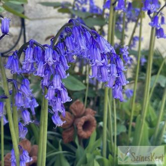 Hyacinthoides non-scripta - angol kékcsengő 