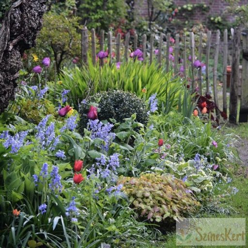 Hyacinthoides non-scripta - angol kékcsengő 