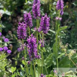   Betonica officinalis 'Hummelo' - nagyvirágú tisztesfű