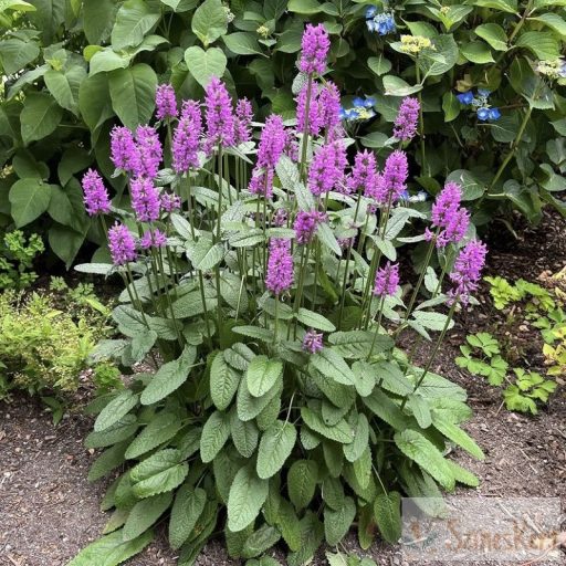 Betonica officinalis 'Hummelo' - nagyvirágú tisztesfű