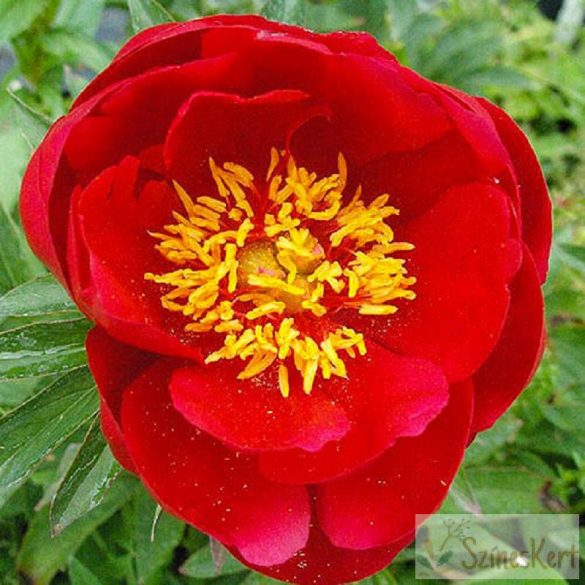 Paeonia 'Joyce Ellen' - bazsarózsa