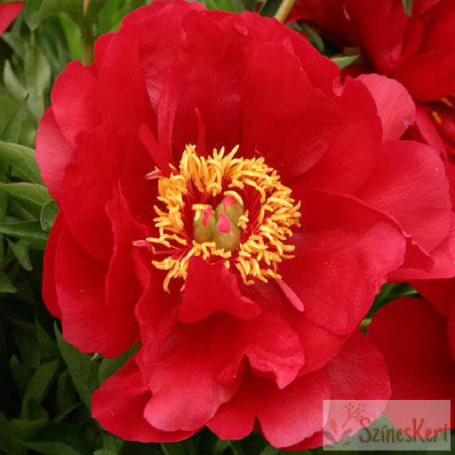 Paeonia 'Joyce Ellen' - bazsarózsa