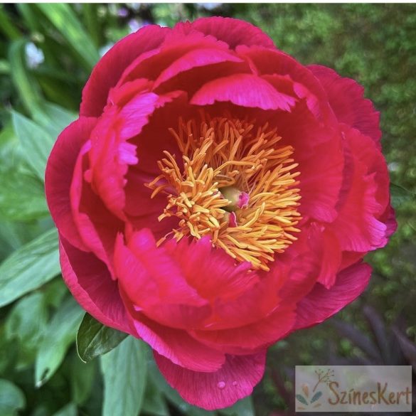 Paeonia 'Cytherea' - bazsarózsa