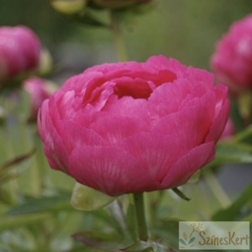 Paeonia 'Cytherea' - bazsarózsa