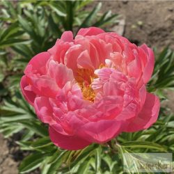 Paeonia 'Coral Sunset' - bazsarózsa