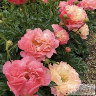 Paeonia 'Coral Sunset' - bazsarózsa