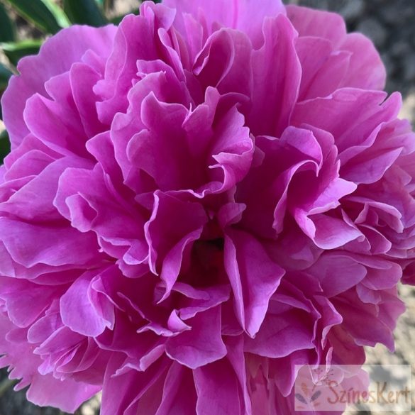 Paeonia 'Karl Rosenfield' - bazsarózsa