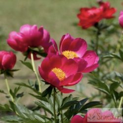 Paeonia 'Scarlet O'hara' - bazsarózsa