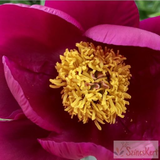 Paeonia 'Scarlet O'hara' - bazsarózsa