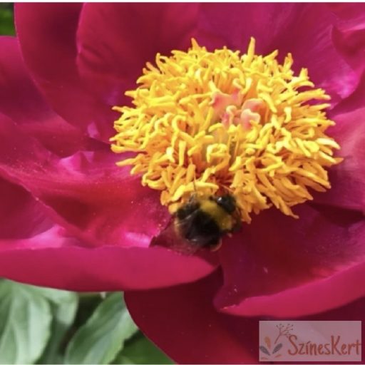 Paeonia 'Scarlet O'hara' - bazsarózsa