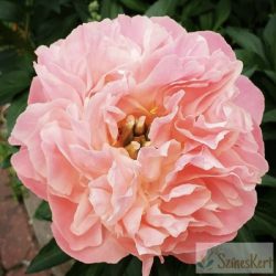 Paeonia 'Pink Hawaiian Coral' - bazsarózsa