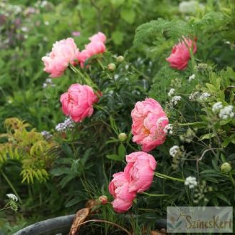 Paeonia 'Pink Hawaiian Coral' - bazsarózsa