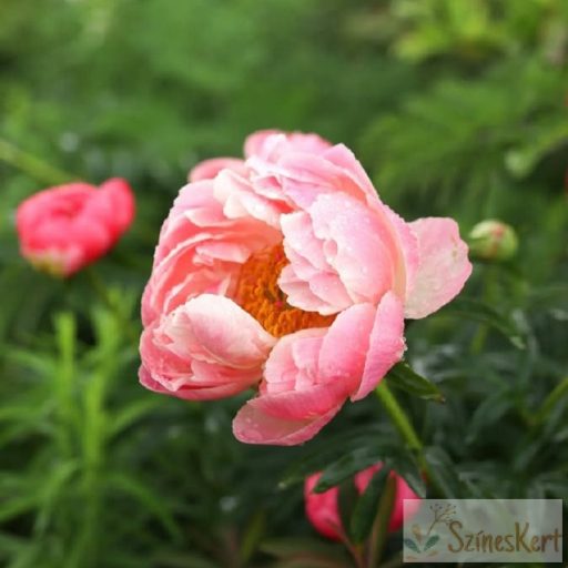 Paeonia 'Pink Hawaiian Coral' - bazsarózsa