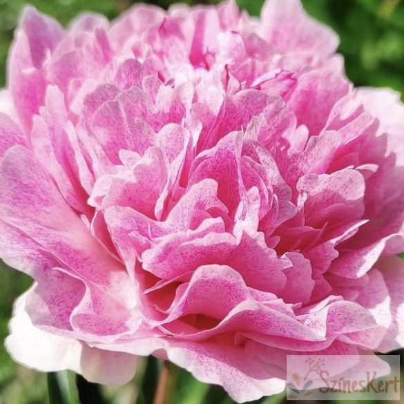 Paeonia 'The Fawn' - bazsarózsa