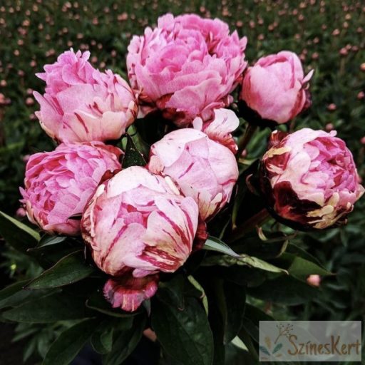 Paeonia 'The Fawn' - bazsarózsa