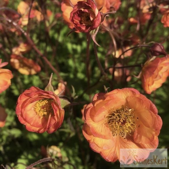 Geum 'Nonna' - gyömbérgyökér