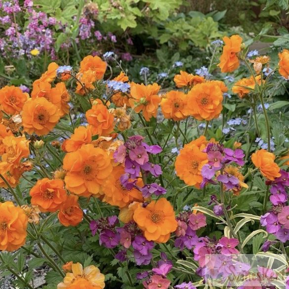 Geum 'Fire Storm' - gyömbérgyökér