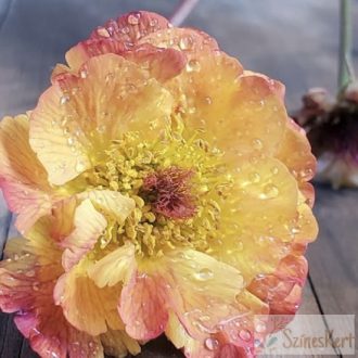 Geum 'Mango Lassi' - gyömbérgyökér