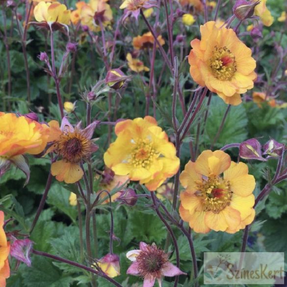 Geum 'Mango Lassi' - gyömbérgyökér