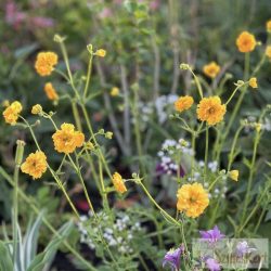 Geum 'Goldball' - gyömbérgyökér