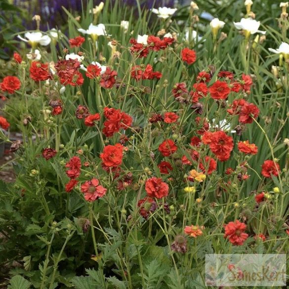 Geum 'Samba Sunset' - gyömbérgyökér