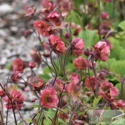 Geum 'Pink Petticoats' - gyömbérgyökér