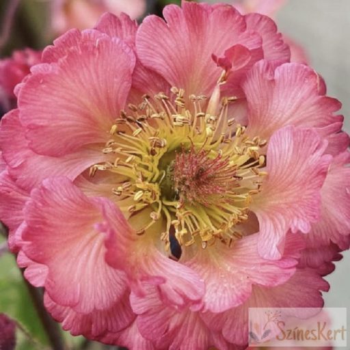 Geum 'Pink Petticoats' - gyömbérgyökér