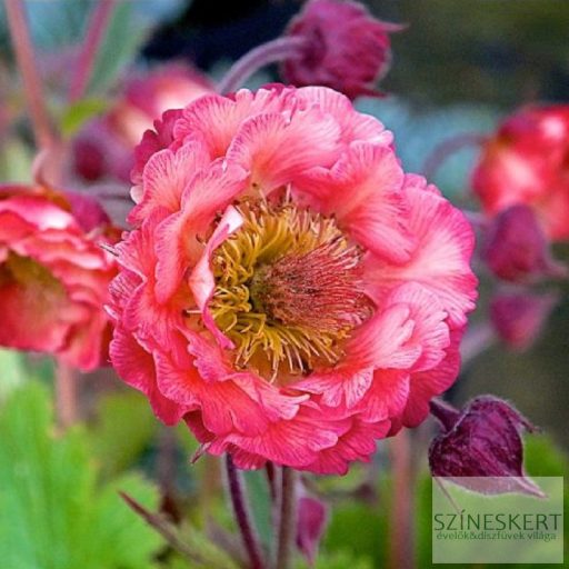 Geum 'Pink Petticoats' - gyömbérgyökér