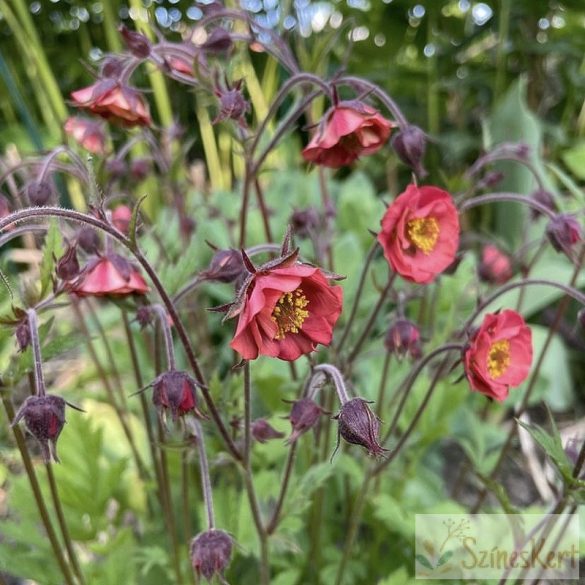 Geum rivale 'Flames of Passion' - bókoló gyömbérgyökér