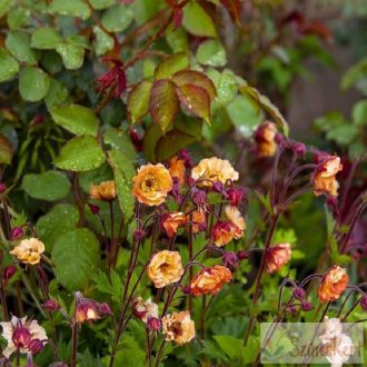 Geum rivale 'Mai Tai' - bókoló gyömbérgyökér