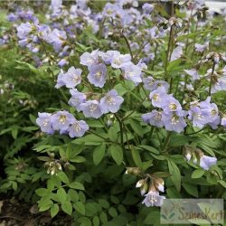   Polemonium reptans 'Blue Pearl' - indás csatavirág