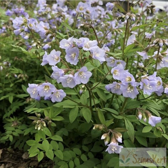 Polemonium reptans 'Blue Pearl' - indás csatavirág