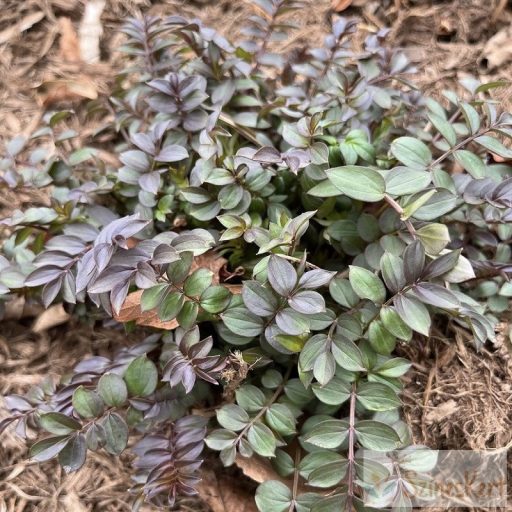 Polemonium reptans 'Blue Pearl' - indás csatavirág