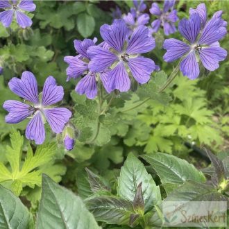   Geranium renardii 'Philippe Vapelle' - ráncoslevelű gólyaorr