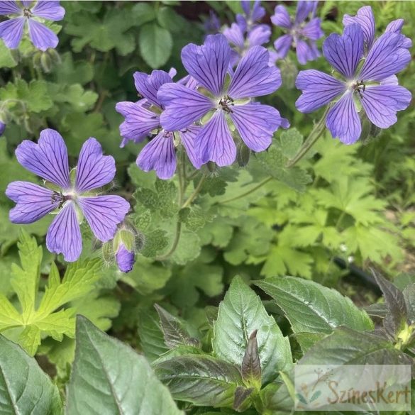 Geranium renardii 'Philippe Vapelle' - ráncoslevelű gólyaorr