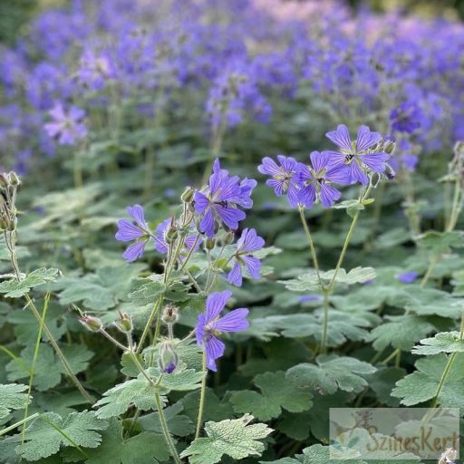 Geranium renardii 'Philippe Vapelle' - ráncoslevelű gólyaorr