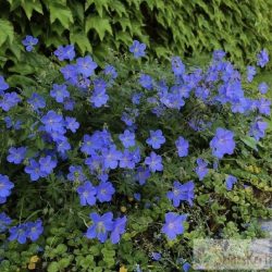  Geranium 'Jonhson's Blue' – gólyaorr