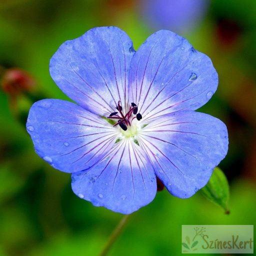  Geranium 'Jonhson's Blue' – gólyaorr