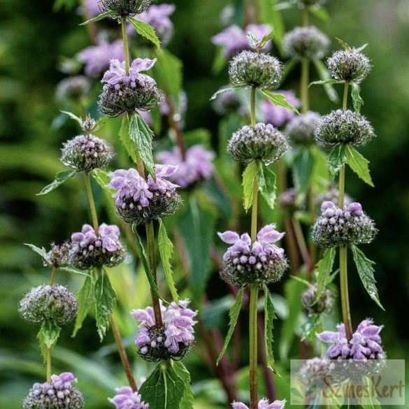 Phlomis tuberosa - gumós macskahere