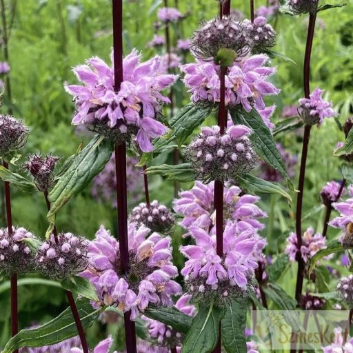 Phlomis tuberosa - gumós macskahere